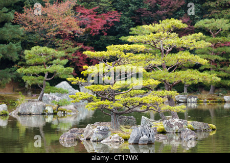 Kiefer in Kinkakuji japanischen Zen-Garten, Kyoto Stockfoto