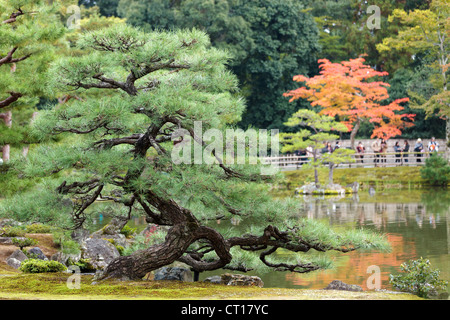 verdrehte Kiefer in Kinkakuji japanischen Zen-Garten, Kyoto Stockfoto