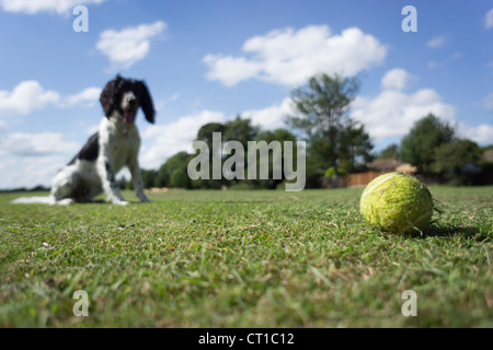 England, UK, Großbritannien. Einen schwarzen und weißen English Springer Spaniel Hund warten, Ball im Park zu spielen Stockfoto