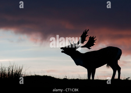 Damhirsch (Dama Dama) Bock, brüllen, bei Sonnenuntergang, während der Brunftzeit, Kent, England, Oktober Stockfoto