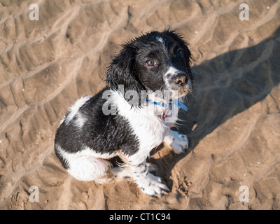 UK, Großbritannien. Ein nasse schwarz-weiß English Springer Spaniel Welpe Hund mit einer sandigen Nase saß an einem Strand nachschlagen Stockfoto