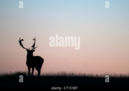 Damhirsch (Dama Dama) Geld abhebt in der Morgendämmerung, Kent, England. Stockfoto