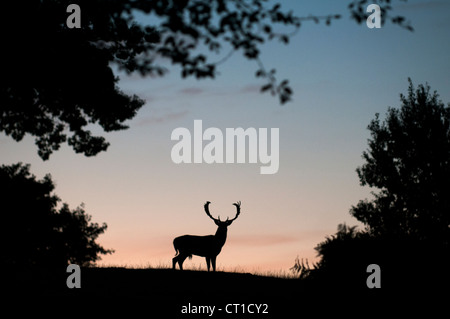 Damhirsch (Dama Dama) Geld abhebt in der Morgendämmerung, Kent, England. Stockfoto