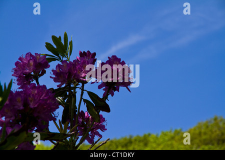 Hebe im Bild gegen ein strahlend blauer Himmel, Canna Haus Garten, Insel von Canna, kleinen Inseln, Schottland Stockfoto