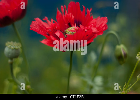 Ein blühender Mohn in einem Feld, Papaver Somniferum mit weichen fokussierte blaugrün Backgound Mohn Blätter, Knospen und Samenköpfe. Stockfoto