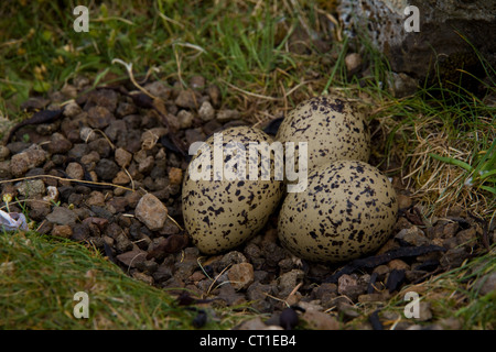 Drei Eiern der Austernfischer (Haematopus Ostralegus) in einem steinigen Nest an der Küste auf Sanday, Isle von Canna, kleinen Inseln, Schottland Stockfoto