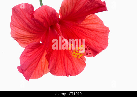 Nahaufnahme von roten Hibiskusblüte mit pulsierenden roten Blüten mit Stempel und Antheren auf Staubfäden vor weißem Hintergrund Stockfoto