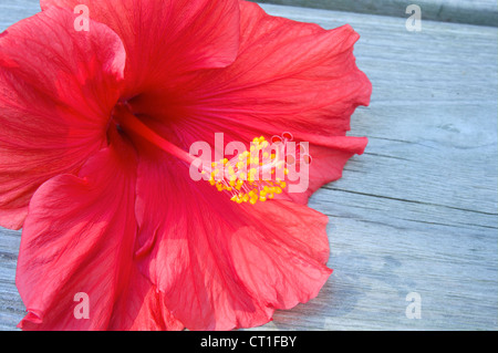 Nahaufnahme von roten Hibiskusblüte mit pulsierenden roten Blüten und Staubfäden Stockfoto
