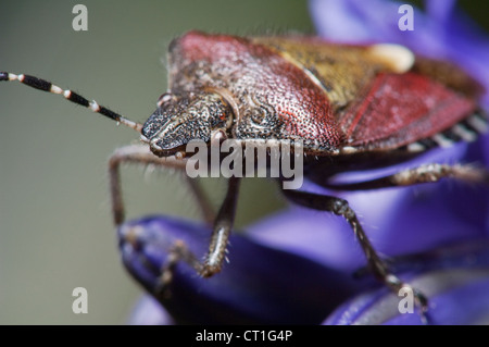 Fehler sp zu schützen; ruht auf Bluebell, Kent, England. Stockfoto