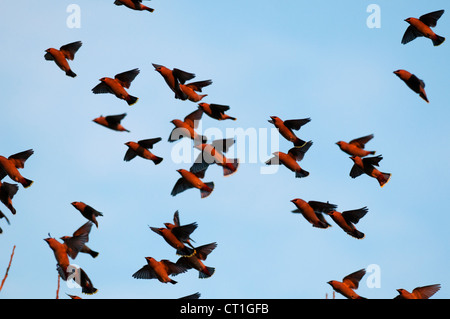 Böhmische Seidenschwanz (Bombycilla Garrulus) im Flug, Kent, England. Stockfoto