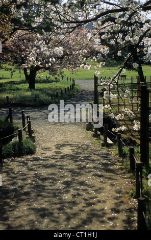 Japan, Tokyo, ruhige Spaziergänge können vor allem, wenn die Kirschblüten, in den Gärten der Hama-Rikyu abgelöst hatte. Stockfoto