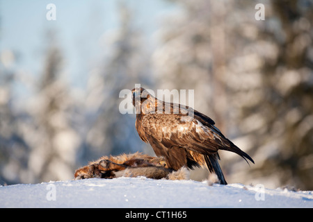 Steinadler Aquila Chrysaetos auf Rotfuchs töten in Oulu, Finnland im Februar. Stockfoto