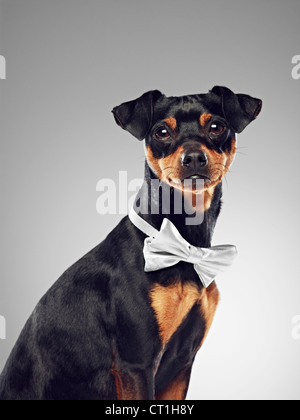 Hund mit Fliege Stockfoto