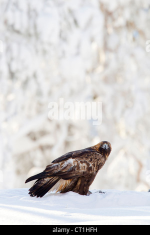 Steinadler Aquila Chrysaetos Fütterung auf Eichelhäher in Kuusamo, Finnland im Februar. Stockfoto
