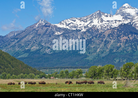 Grand Teton Berge mit Bison Herde grasen auf der Wiese Grand Teton National Park in Wyoming USA Stockfoto