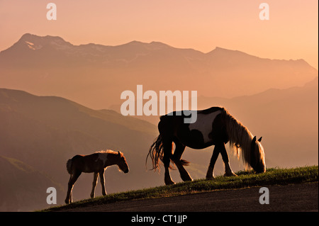 Kostenlose Roaming-Pferd mit Fohlen bei Sonnenuntergang am Col d'Aubisque in Pyrénées-Atlantiques, Pyrenäen, Frankreich Stockfoto
