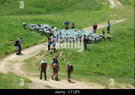 Hirten und Herde Schafe hüten Touristen auf die Weide in den Bergen an der Col du Soulor, Hautes-Pyrénées, Pyrenäen, Frankreich Stockfoto