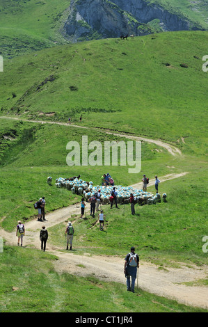 Hirten und Herde Schafe hüten Touristen auf die Weide in den Bergen an der Col du Soulor, Hautes-Pyrénées, Pyrenäen, Frankreich Stockfoto