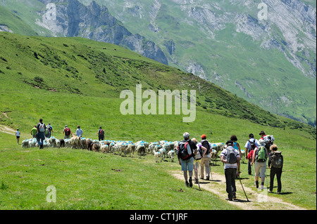 Hirten und Herde Schafe hüten Touristen auf die Weide in den Bergen an der Col du Soulor, Hautes-Pyrénées, Pyrenäen, Frankreich Stockfoto