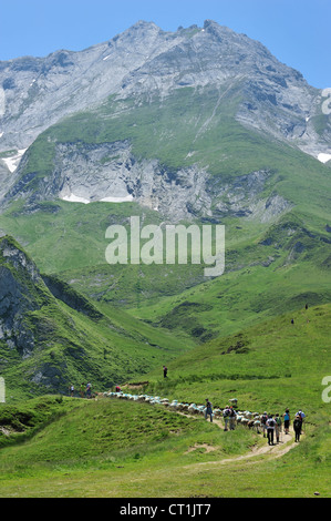 Hirten und Herde Schafe hüten Touristen auf die Weide in den Bergen an der Col du Soulor, Hautes-Pyrénées, Pyrenäen, Frankreich Stockfoto