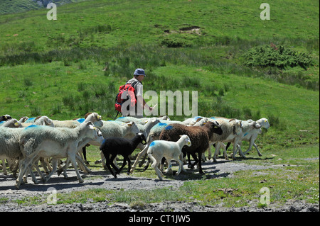 Schäfer, hüten Schafe auf die Weide oben in den Bergen entlang der Col du Soulor, Hautes-Pyrénées, Pyrenäen, Frankreich Stockfoto