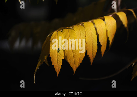 Hirschhorn Sumach im Herbst Stockfoto
