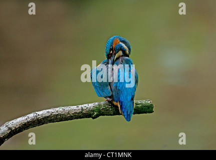 MÄNNLICHER EISVOGEL ALCEDO ATTHIS PUTZEN. UK Stockfoto