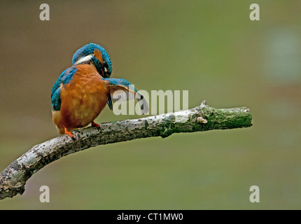 MÄNNLICHER EISVOGEL ALCEDO ATTHIS THRONT AUF ZWEIG ZU PUTZEN. UK Stockfoto