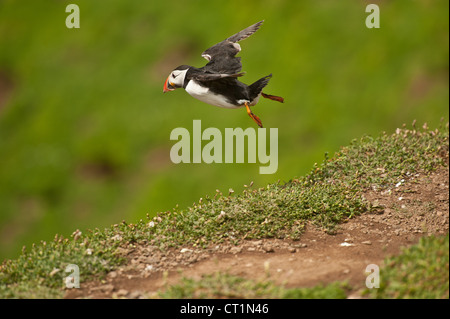 Papageientaucher auf Skomer Island mit Sandaal Stockfoto