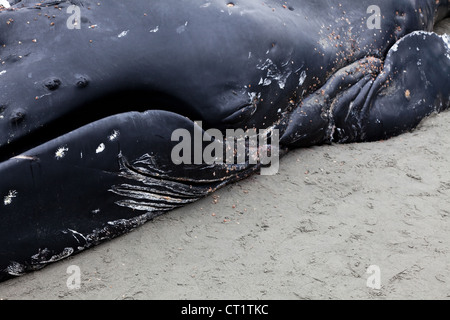 Juvenile Buckelwal an Land spült und starb in White Rock, BC Kanada, 12. Juni 2012 Stockfoto