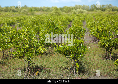 junge Mangrove-Plantage in Satun, Thailand Stockfoto