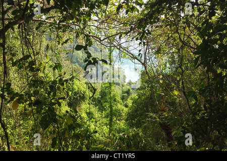 dichten Dschungel und Küste Landschaft, ko Smilan Insel, thailand Stockfoto