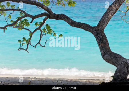 Baum am tropischen Sandstrand, Similan Island, thailand Stockfoto