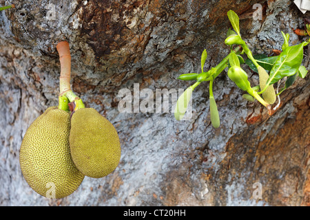 Unreife tropische Jackfrucht Baumstamm hängen Stockfoto