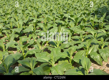 jungen Tabakpflanzen wachsen in Feld, thailand Stockfoto