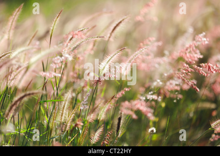 tropischen Wilde Wiese unter warmes Sonnenlicht Stockfoto