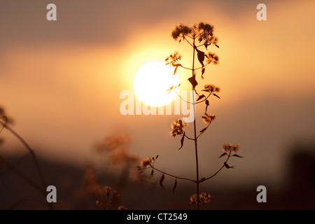Wildblumen unter Sonnenuntergang Stockfoto