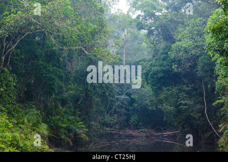 nebligen Dschungel Landschaft im Nationalpark Khao Yai, Thailand Stockfoto