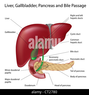 Live, Gallenblase, Bauchspeicheldrüse und Galle Durchgang Stockfoto