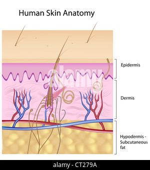 Anatomie der menschlichen Haut Stockfoto