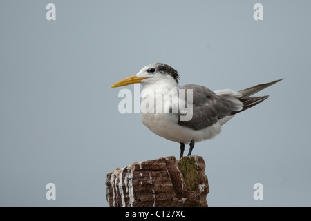 Größere Crested Tern auf einem Hochsitz in Goa Nebengewässern Stockfoto