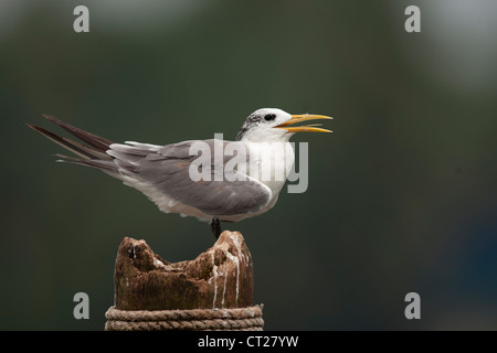 Größere Crested Tern auf einem Hochsitz in Goa Nebengewässern Stockfoto