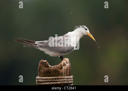 Größere Crested Tern auf einem Hochsitz in Goa Backwaters mit einem Engel wie Halo!! Dies war unter der Zuari-Brücke in der Nähe von Vasco für Vögel Stockfoto