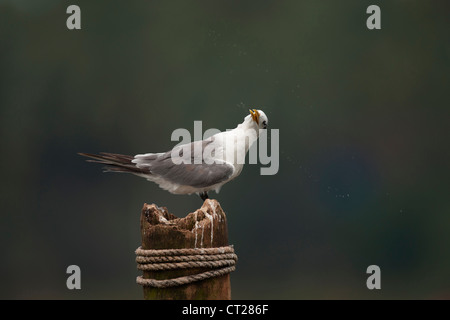 Größere Crested Tern auf einem Hochsitz bewegt seinen Kopf in Goa Backwaters in der Nähe der Zuari Brücke Vasco, ein großartiger Ort für Wasservögel Stockfoto