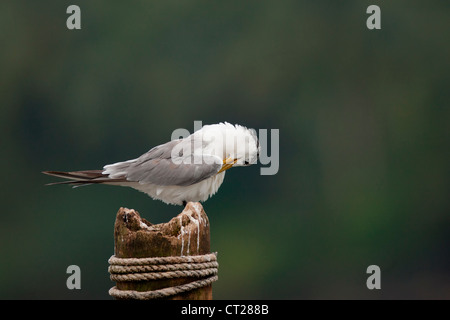 Größere Crested Tern auf einem Hochsitz in Goa Backwaters in der Nähe der Zuari Brücke Vasco, ein toller Ort für Wasservögel Stockfoto