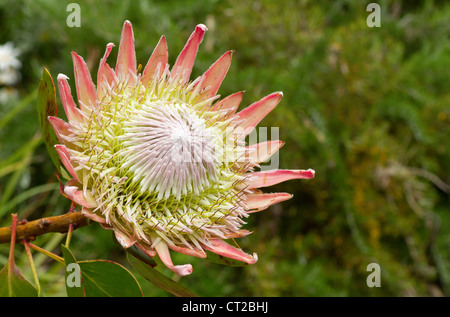 Südafrikanische rosa king protea Pflanze (Cynaroides) in voller Blüte. Stockfoto