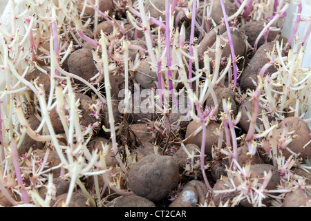 Kartoffel mit violetten Sprossen im weißen Kasten Stockfoto