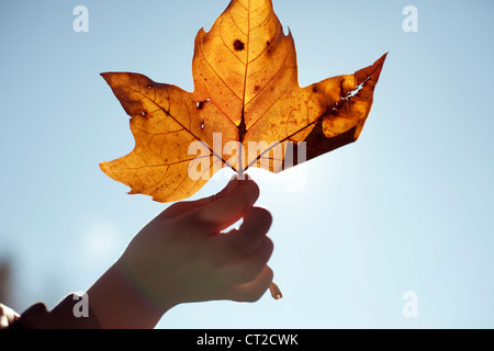 Hand eines jungen mit getrockneten Blättern Stockfoto