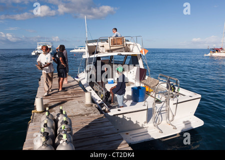 Whale-watching Tour, Karibik, Dominica Stockfoto