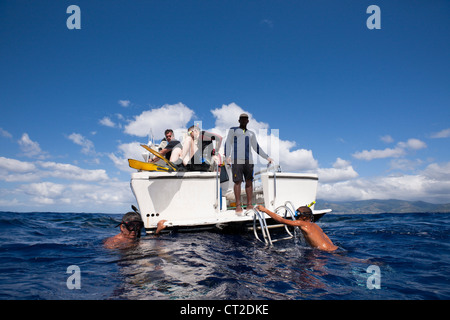 Whale-watching Tour, Karibik, Dominica Stockfoto